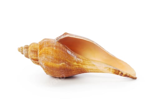 Preview: Shell found on the beach during a sunny day near the ocean
