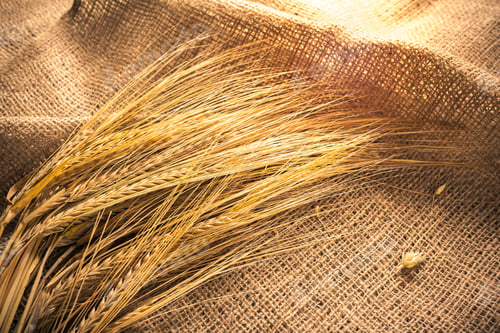 Preview: Golden wheat placed on burlap fabric under warm sunlight in a rustic setting