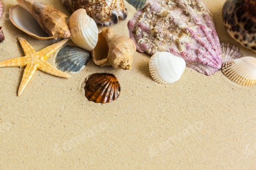 Preview: Seashells and starfish scattered on sandy beach surface during daylight