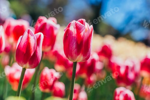 Preview: Colorful tulips bloom in a garden during spring under a bright blue sky
