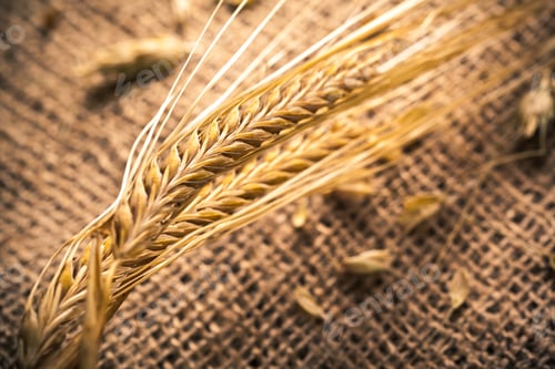 Preview: Wheat grains on burlap showing texture and farming details in a warm light