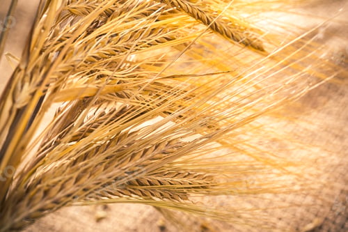 Preview: Wheat stalks arranged on a surface with natural light shining on them