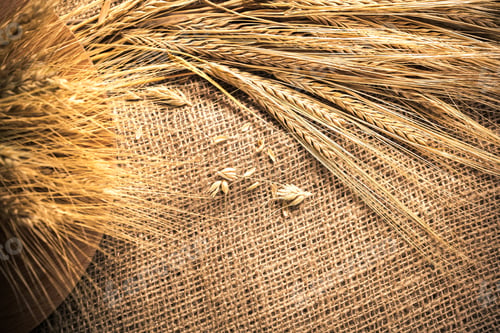 Preview: Golden wheat and burlap create a simple farm scene in warm light and natural textures