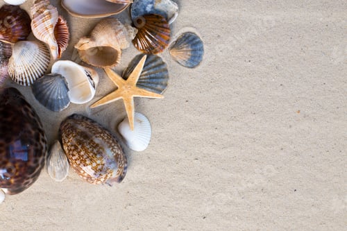 Preview: Seashells and starfish collected on sandy beach near ocean shore