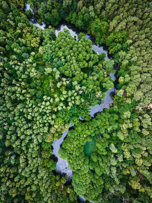 Preview: Aerial view of river, swamps and forest.