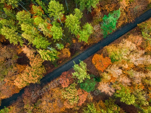 Preview: Colorful forest and dark road in autumn, Poland.
