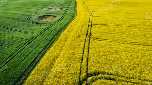 Preview: Aerial view of blooming yellow rape field in spring