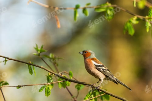 Preview: Common Chaffinch in Spring Nature