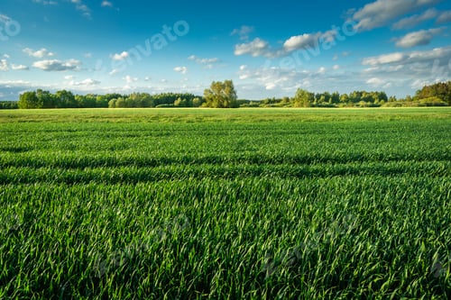 Preview: Green farmland and clear sky