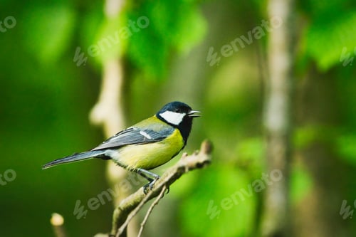 Preview: A great tit bird sits sideways on a branch