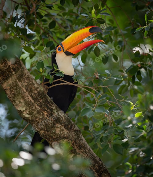Preview: A Toucan in Brazil