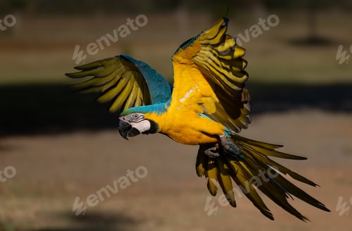 Preview: Blue an Yellow Macaw in Brazil