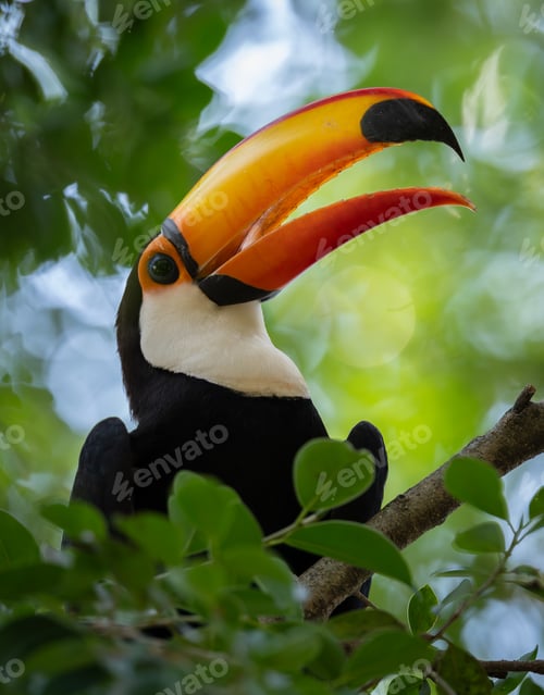 Preview: A Toucan in the Pantanal