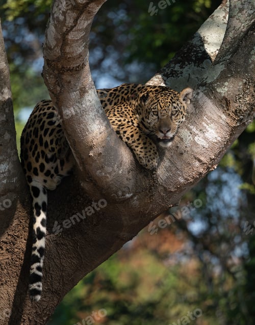 Preview: A Jaguar in the Pantanal