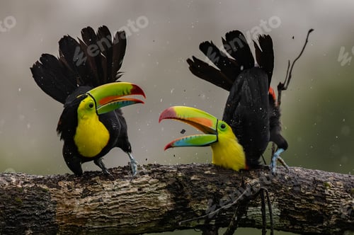 Preview: Toucans in Costa Rica