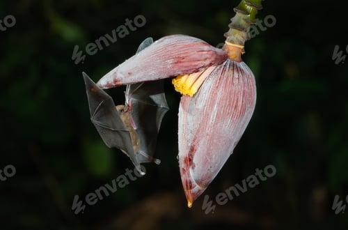 Preview: A Bat Feeding at Night