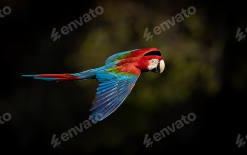 Preview: Red and Green Macaw Flying