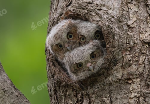 Preview: Screech owlets in a tree