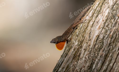 Preview: Brown Anole Lizard in Florida