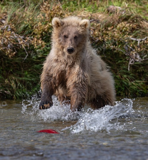 Preview: Brown Bear Fishing for Salmon