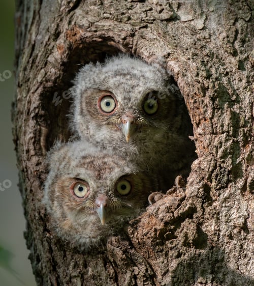 Preview: Eastern Screech Owlets