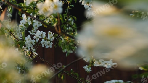 Preview: White flowers of cherry blossoming. Spring background