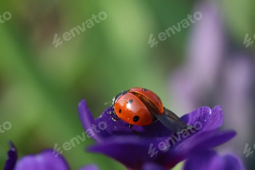 Preview: Close-Up Macro Photograph of a Ladybug on a Purple Flower Petal in Spring Garden