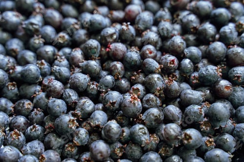 Preview: Close up of fresh ripe blueberries with dew highlighting natural texture