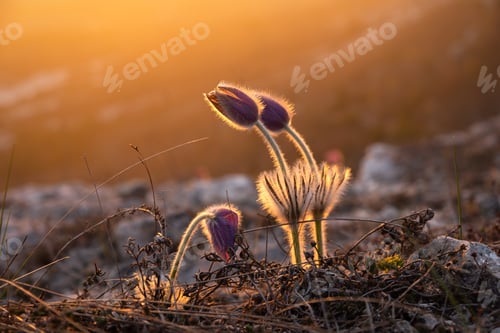 Preview: Dream-grass or Pulsatilla patens blooms in spring