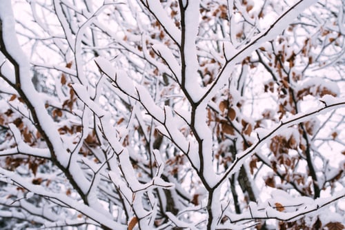 Preview: Winter green tree covered with snow.