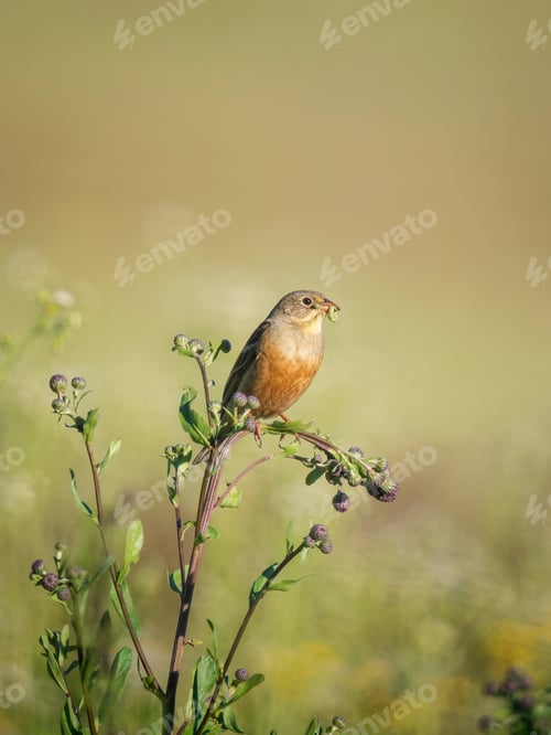 Preview: Ortolan bunting with caterpillar copy space