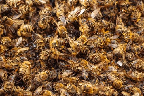 Preview: Dead Bees Highlighting Pollinator Decline. General Environmental Issue Affecting