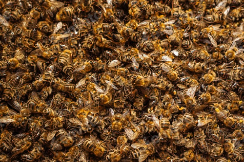 Preview: Dead Bees Highlighting Pollinator Decline. General Environmental Issue Affecting