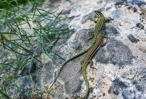 Preview: Lizard resting on a rock in Corsica, France during daytime