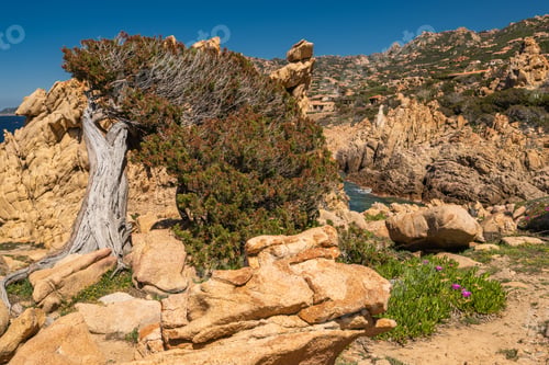Preview: Views of rocky coastline and trees in Sardynia, Italy on a sunny day
