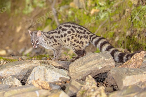 Preview: Common Genet in dark forest