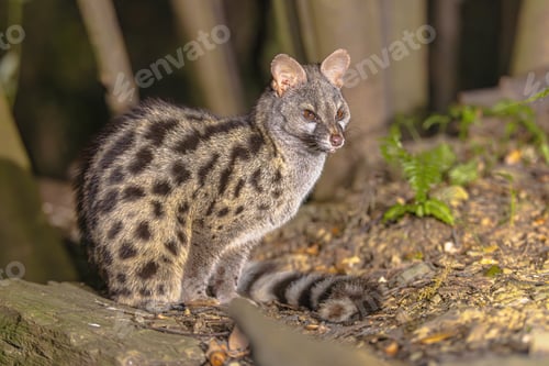 Vista previa: Common Genet in mediterranean forest at night