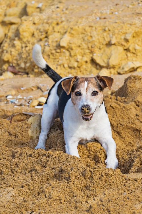 Preview: Happy Jack Russell Terrier digging in sand on dog friendly beach