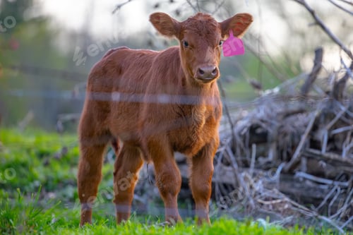 Preview: Brown calf at the fence