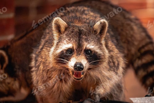 Preview: Hungry raccoon on the back deck