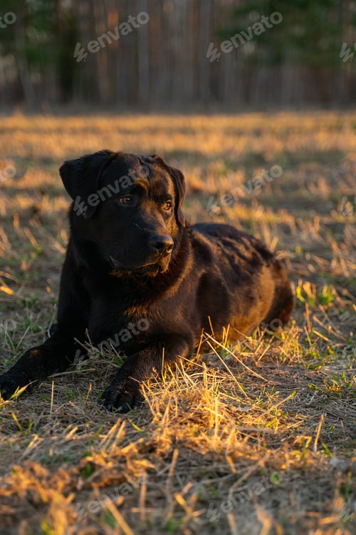 Preview: A cute black Labrador puppy lies in a field during sunset, ten months old big dog