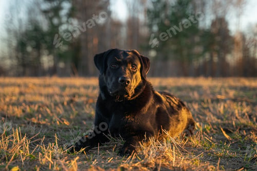Preview: Portrait of a lying black Labrador retriever in a field during sunset, young dog
