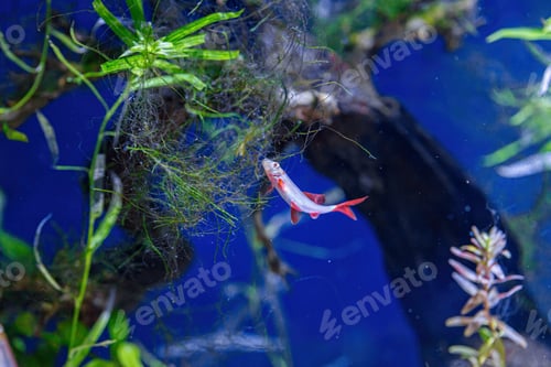 Preview: Underwater shot of a fish labeo frenatus glofish