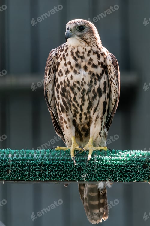 Preview: Beautiful falcon