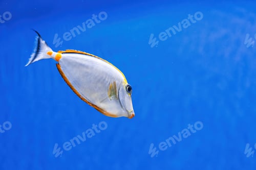 Preview: Underwater shot of fish Acanthurus mata