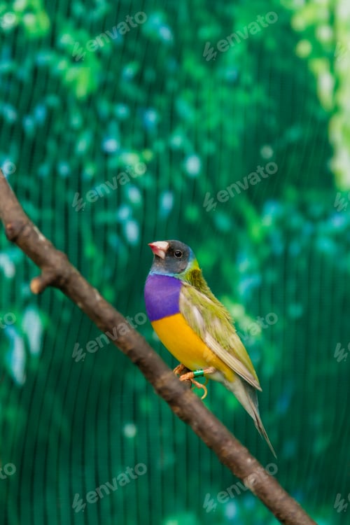 Preview: Beautiful birds Guldova Amadina (Erythrura gouldiae) sitting on a branch