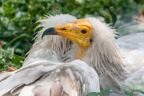 Preview: Common vulture (Neophron percnopterus)