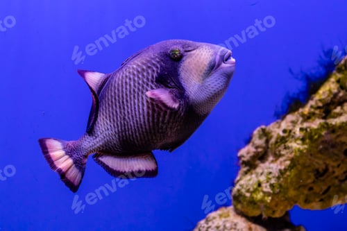 Preview: Balistoides viridescens fish