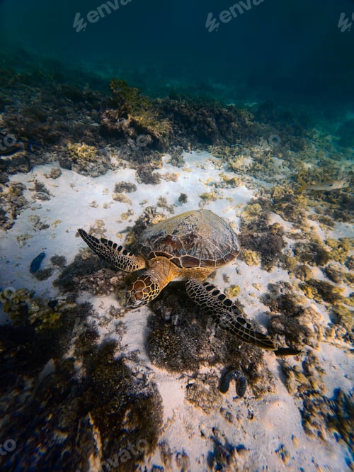 Preview: Marine Turtle Seen From Below in Sea
