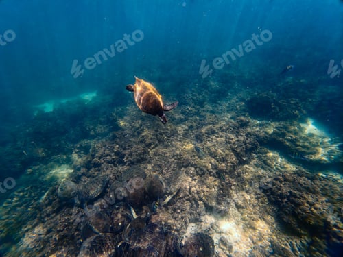 Preview: Sea Turtle Captured in Open Blue Water